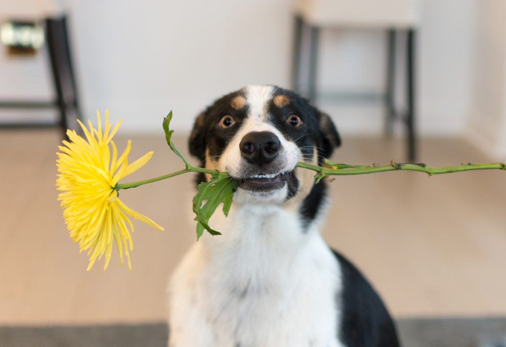 Keyword flowers